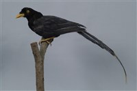 藏品(臺灣藍鵲)的圖片